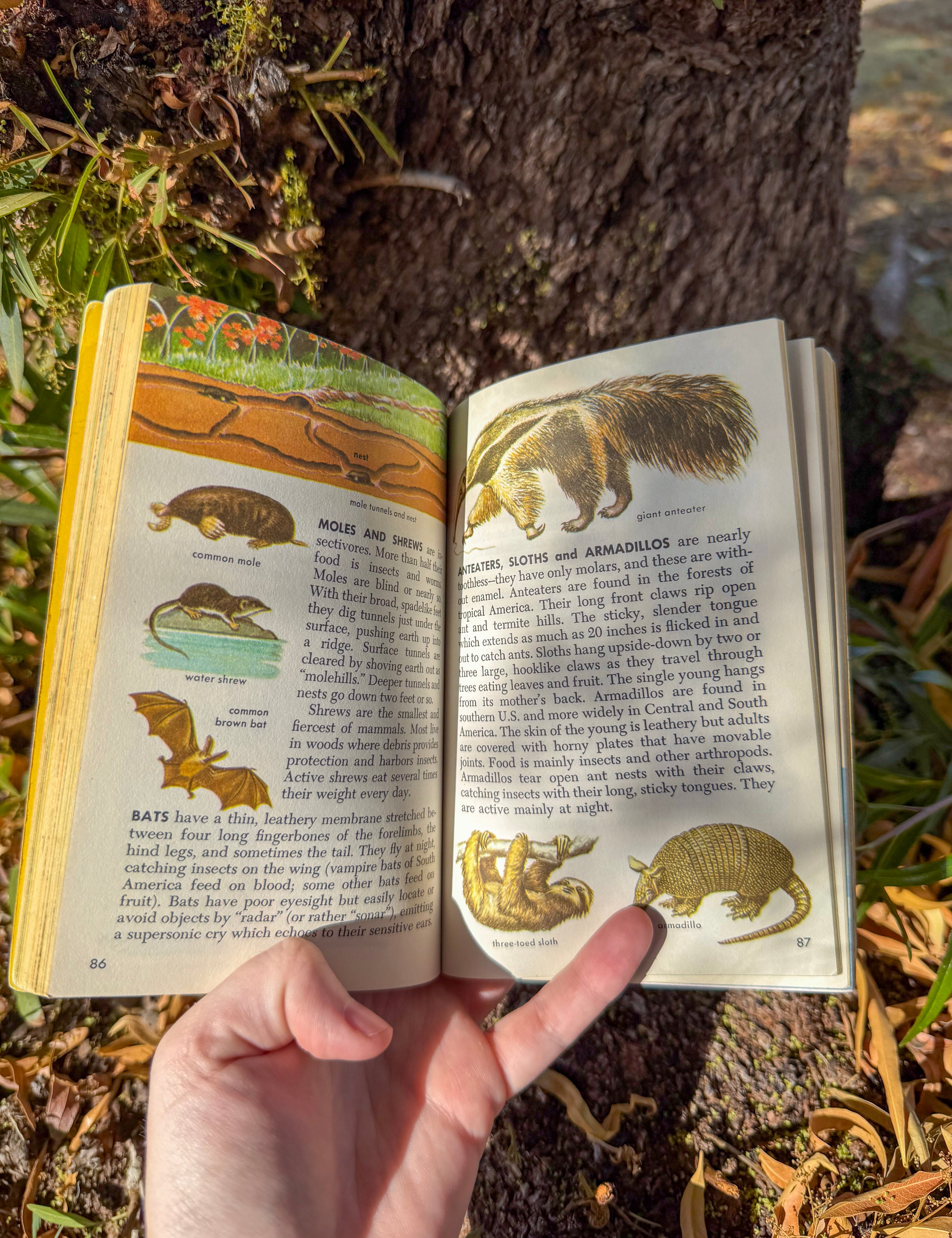 zoology: a golden science guide – illustrated introduction to the animal kingdom | 450 full-color pictures