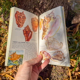 sea shores: a golden guide – illustrated marine field guide | 475 coastal plants, animals & shore birds