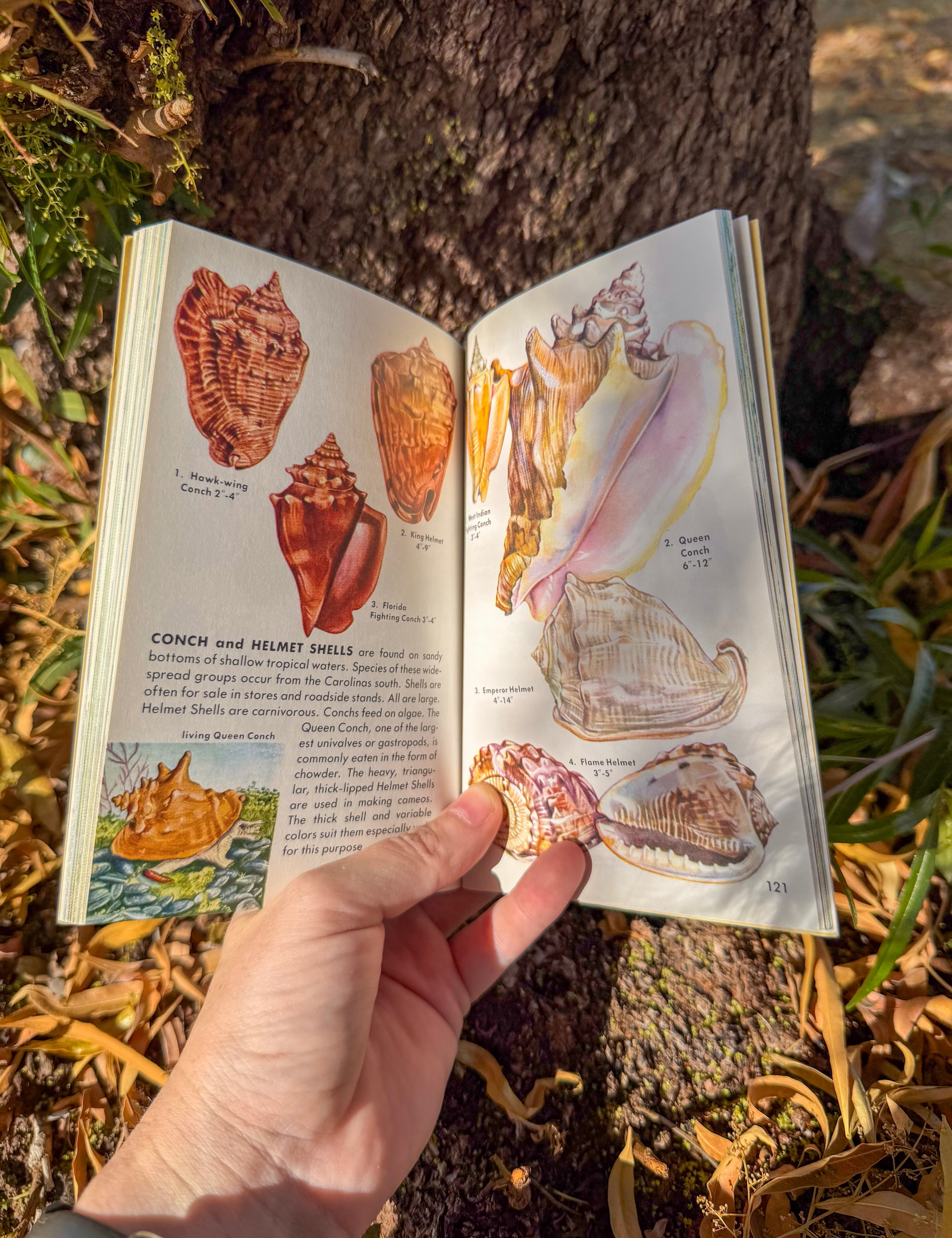 sea shores: a golden guide – illustrated marine field guide | 475 coastal plants, animals & shore birds