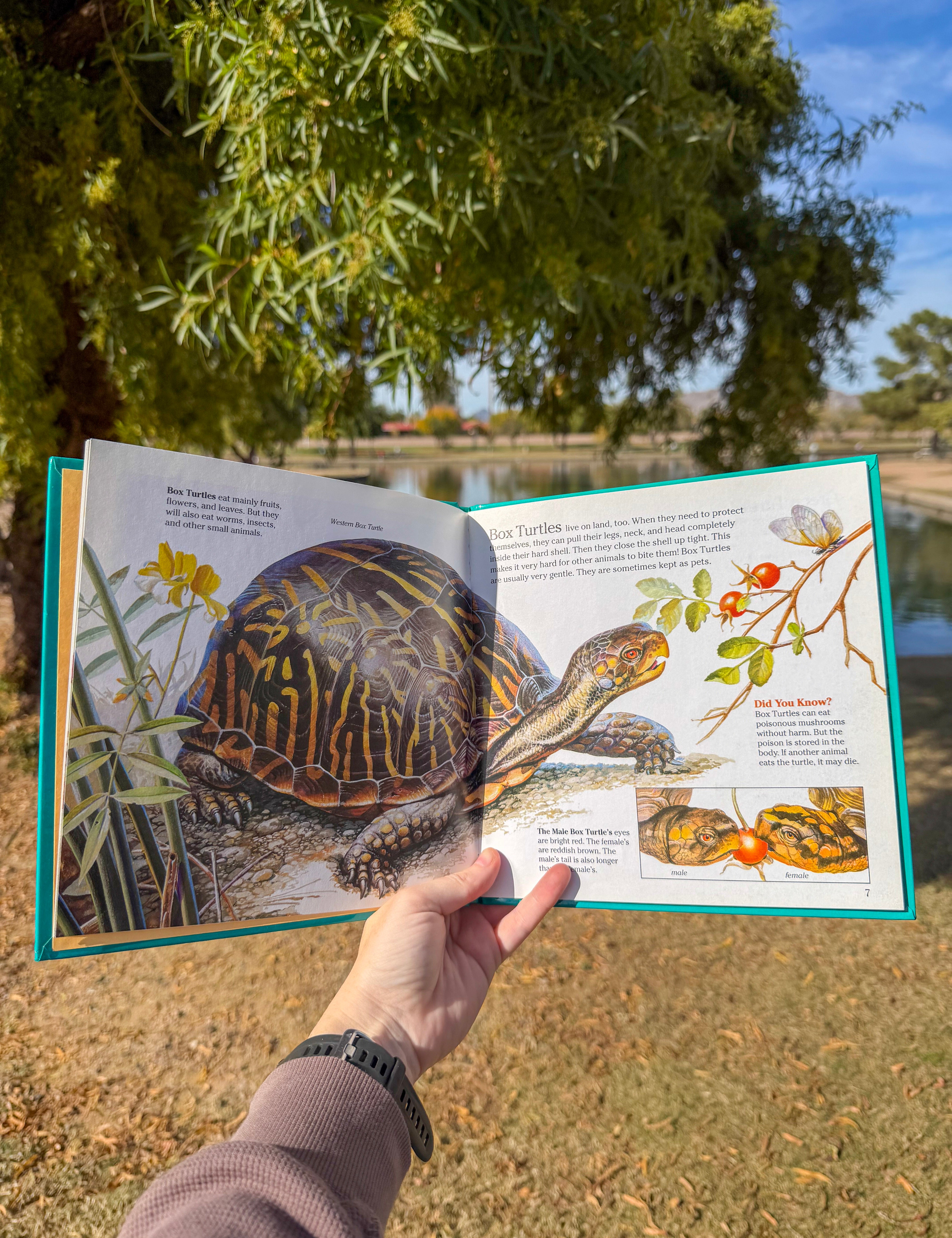 turtles, toads & frogs: a golden junior guide – children's nature field guide to reptiles & amphibians | ages 4-8