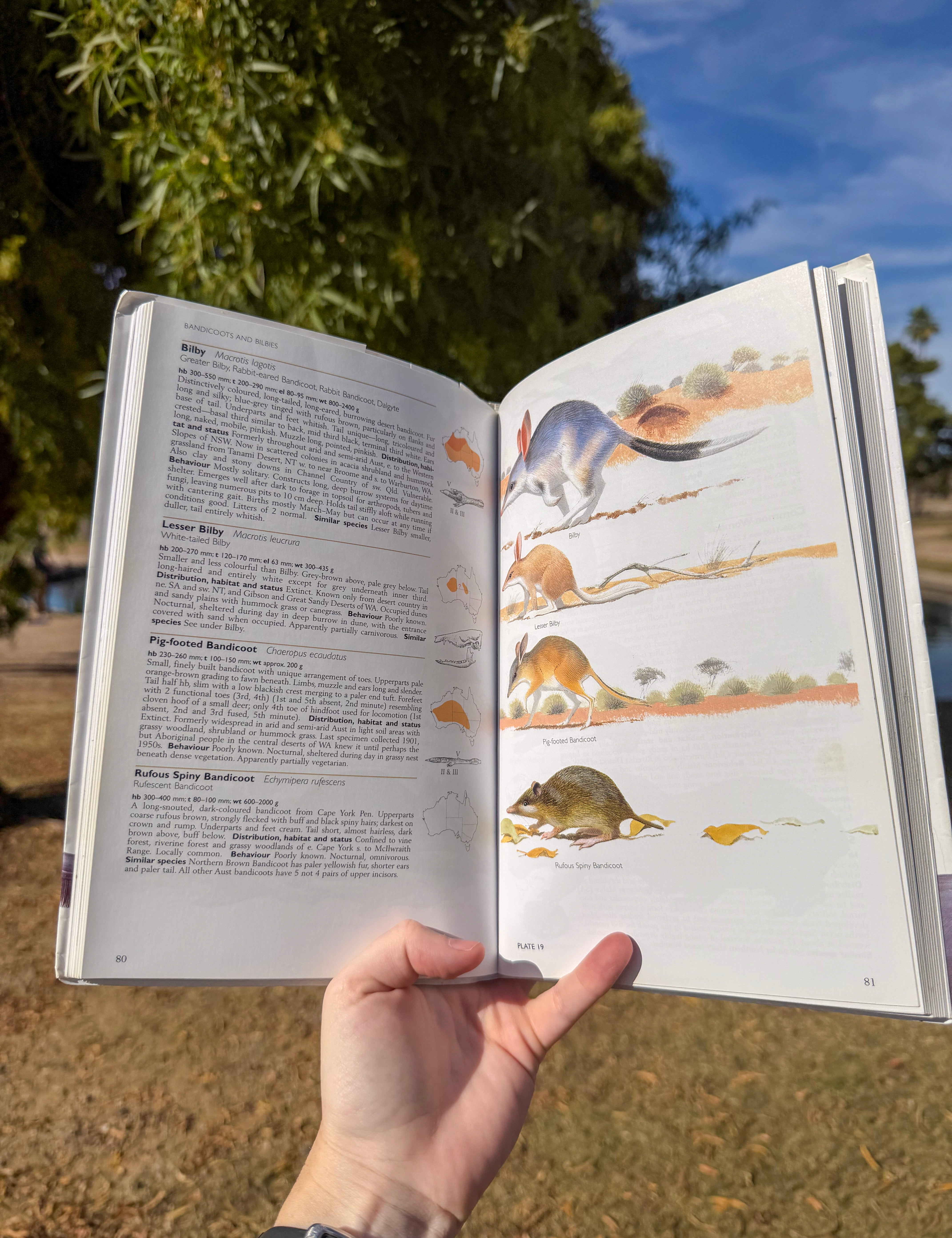 a field guide to the mammals of australia | complete illustrated guide to all 376 australian mammal species
