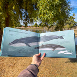 whales: an illustrated celebration – full-color guide to whales, dolphins & porpoises | cetacean biology, mythology & conservation