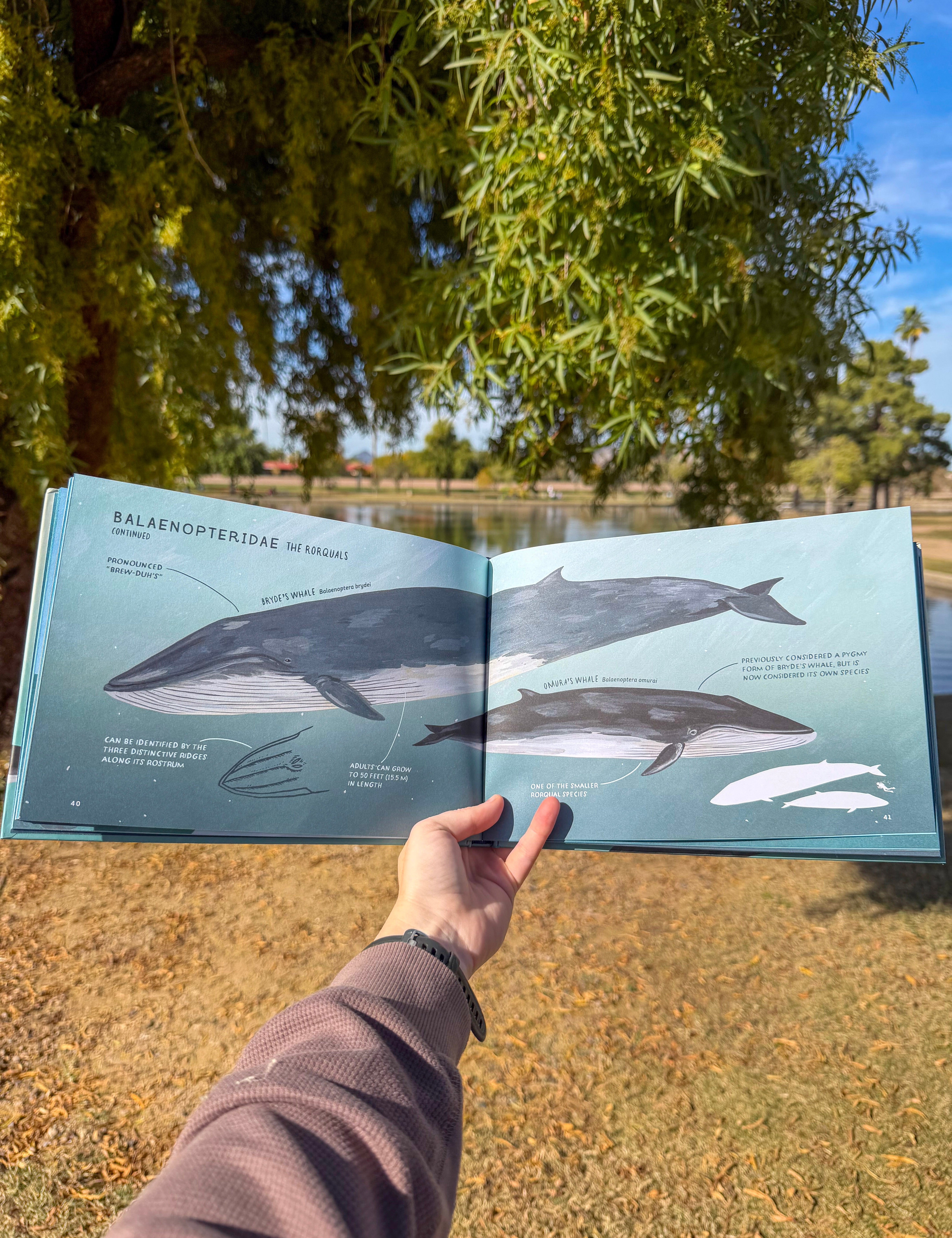 whales: an illustrated celebration – full-color guide to whales, dolphins & porpoises | cetacean biology, mythology & conservation