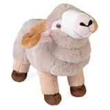 Ck-Eco Merino Sheep