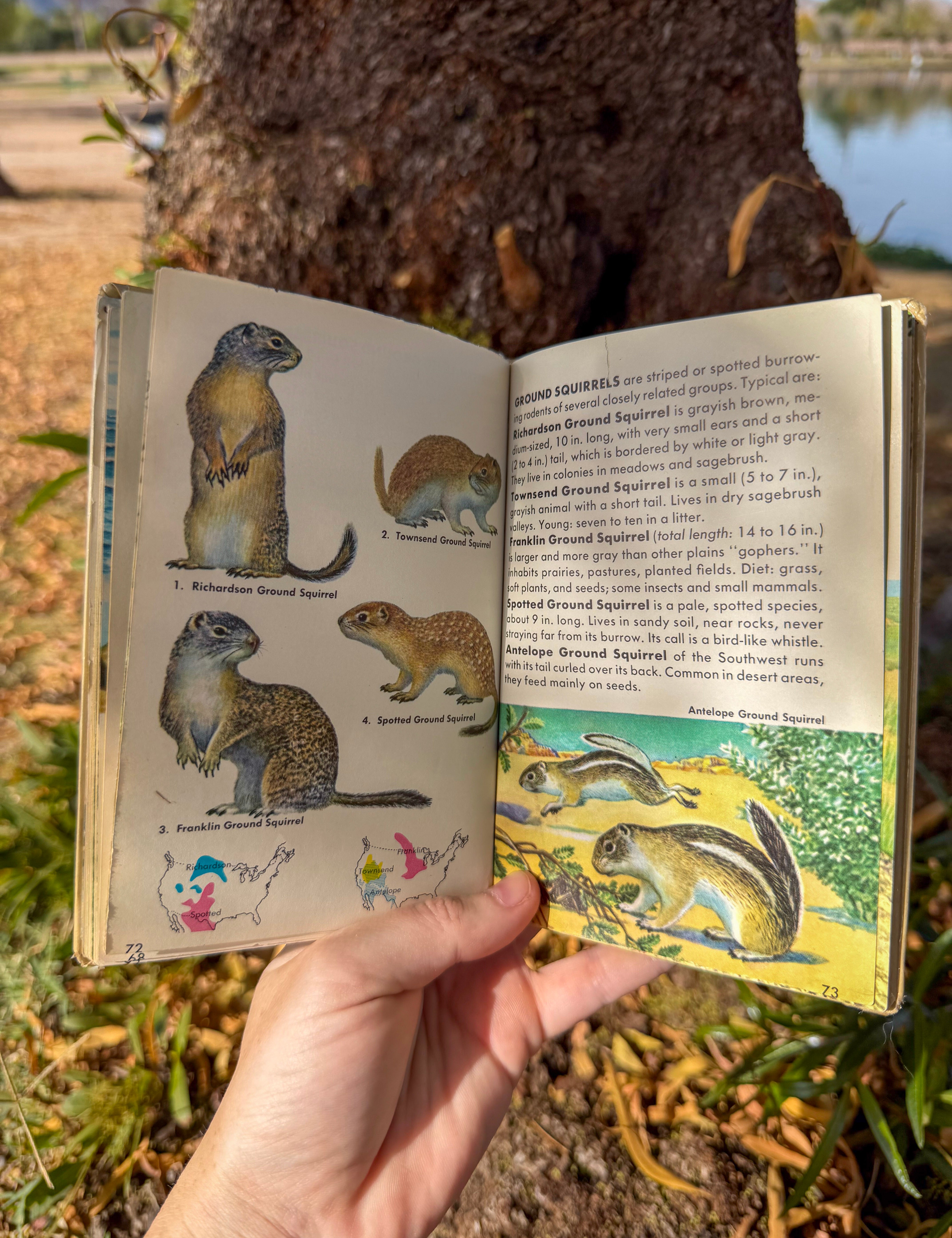 mammals: a guide to familiar american species | 200+ north american mammals with color illustrations & range maps