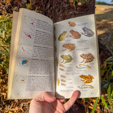 amphibians of north america: a golden guide – field identification guide with range maps & color illustrations