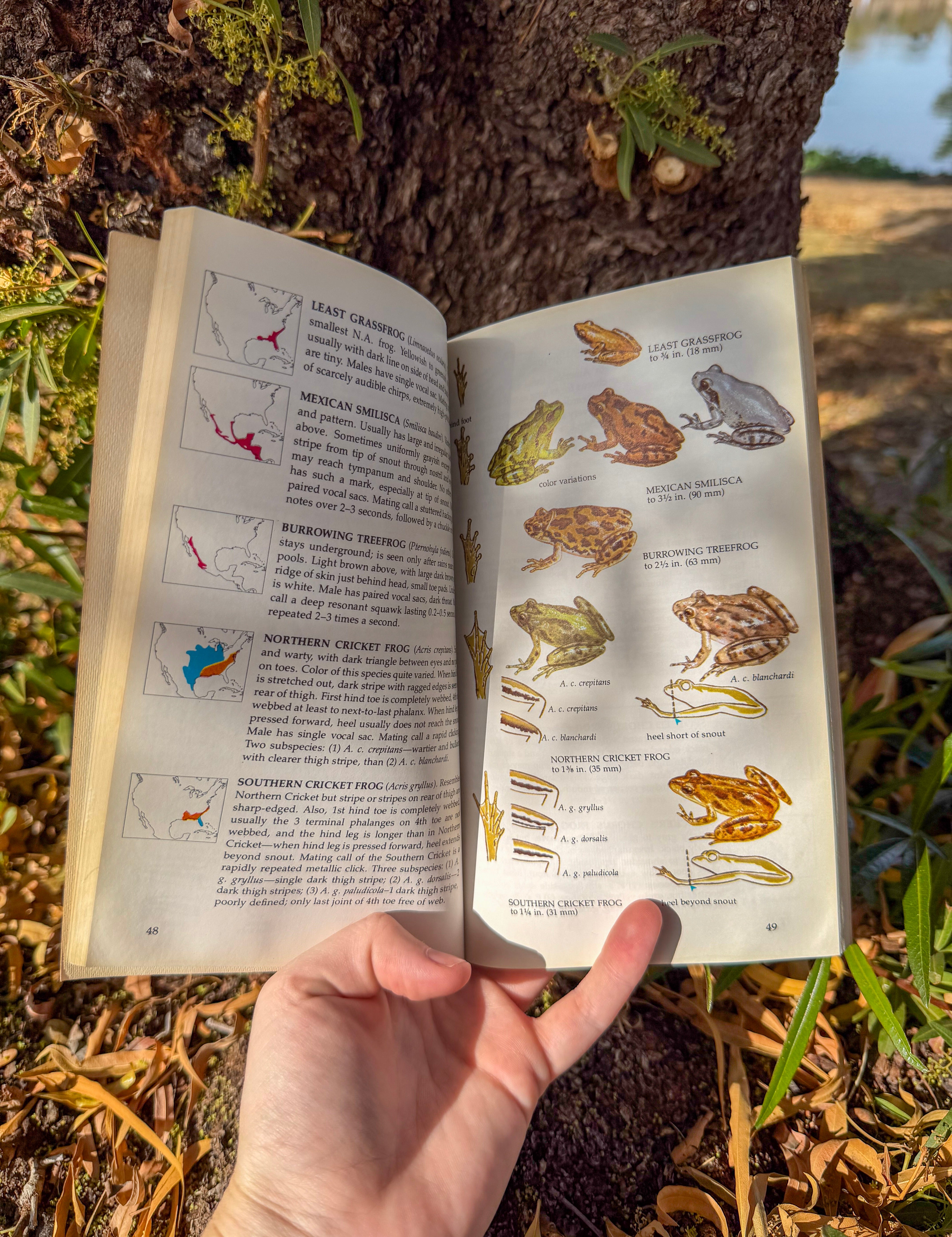 amphibians of north america: a golden guide – field identification guide with range maps & color illustrations