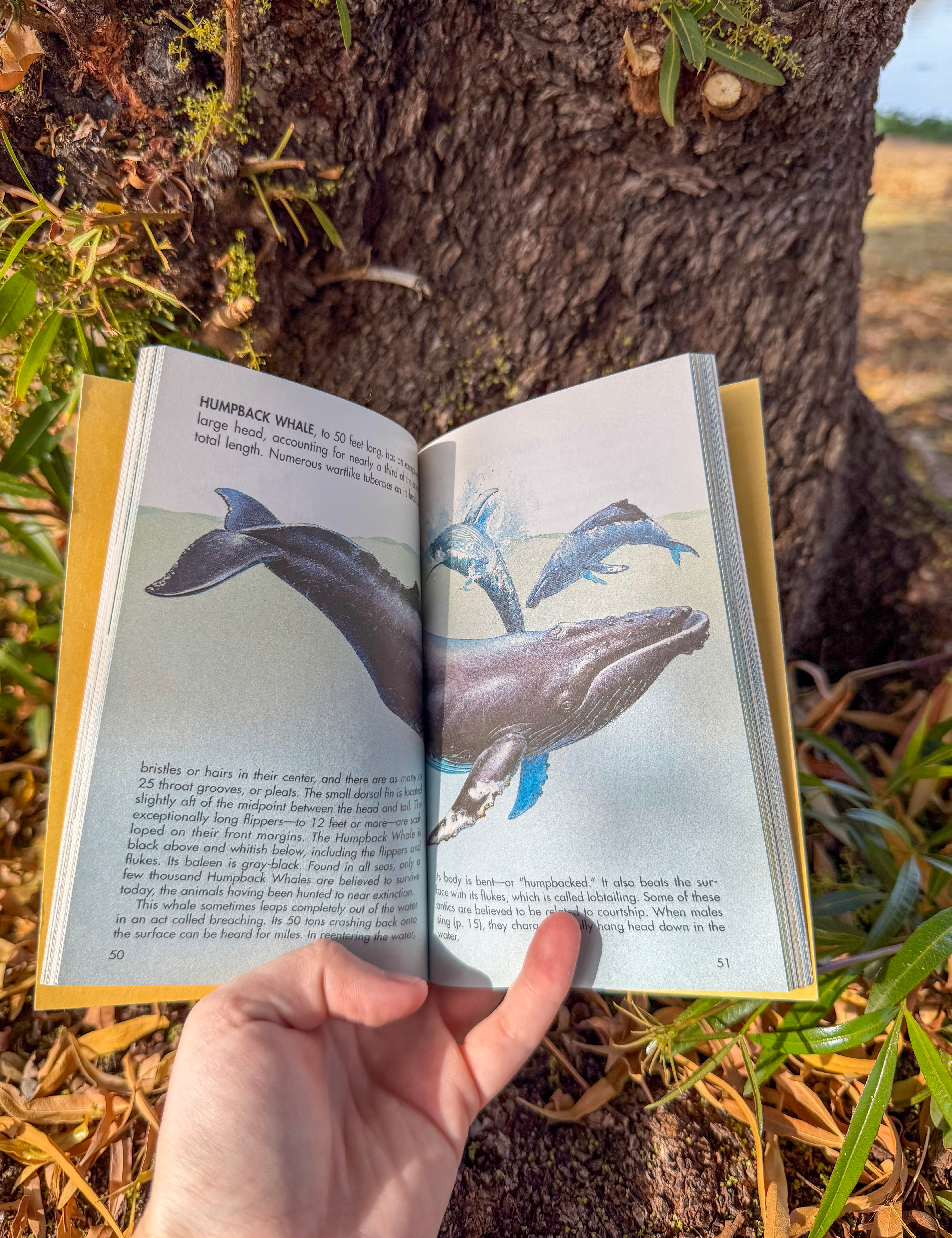 whales: a golden guide | full-color marine mammal handbook for nature lovers & wildlife enthusiasts