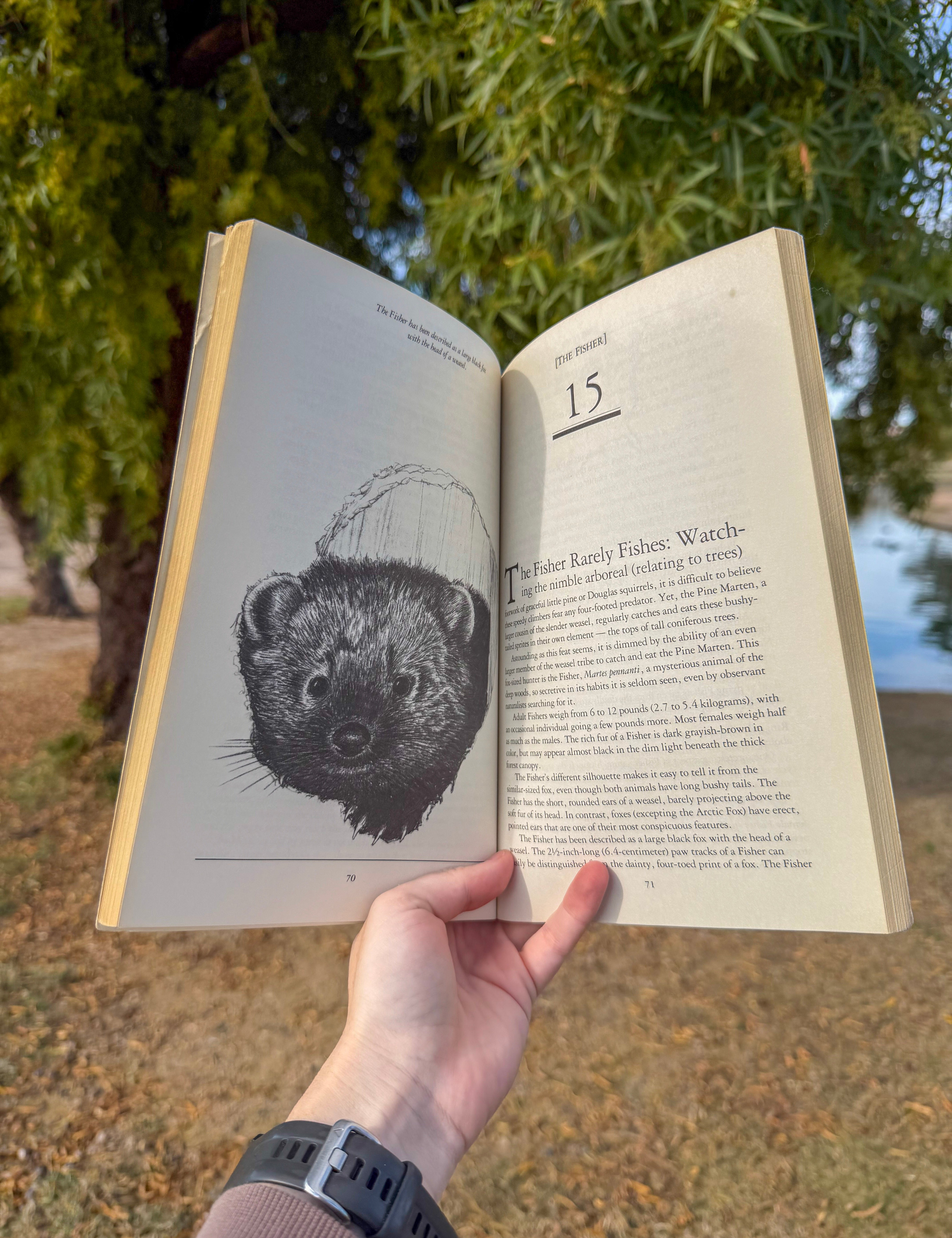 wild animals of california & the west – natural history essays on western us & canadian wildlife by jack wilburn