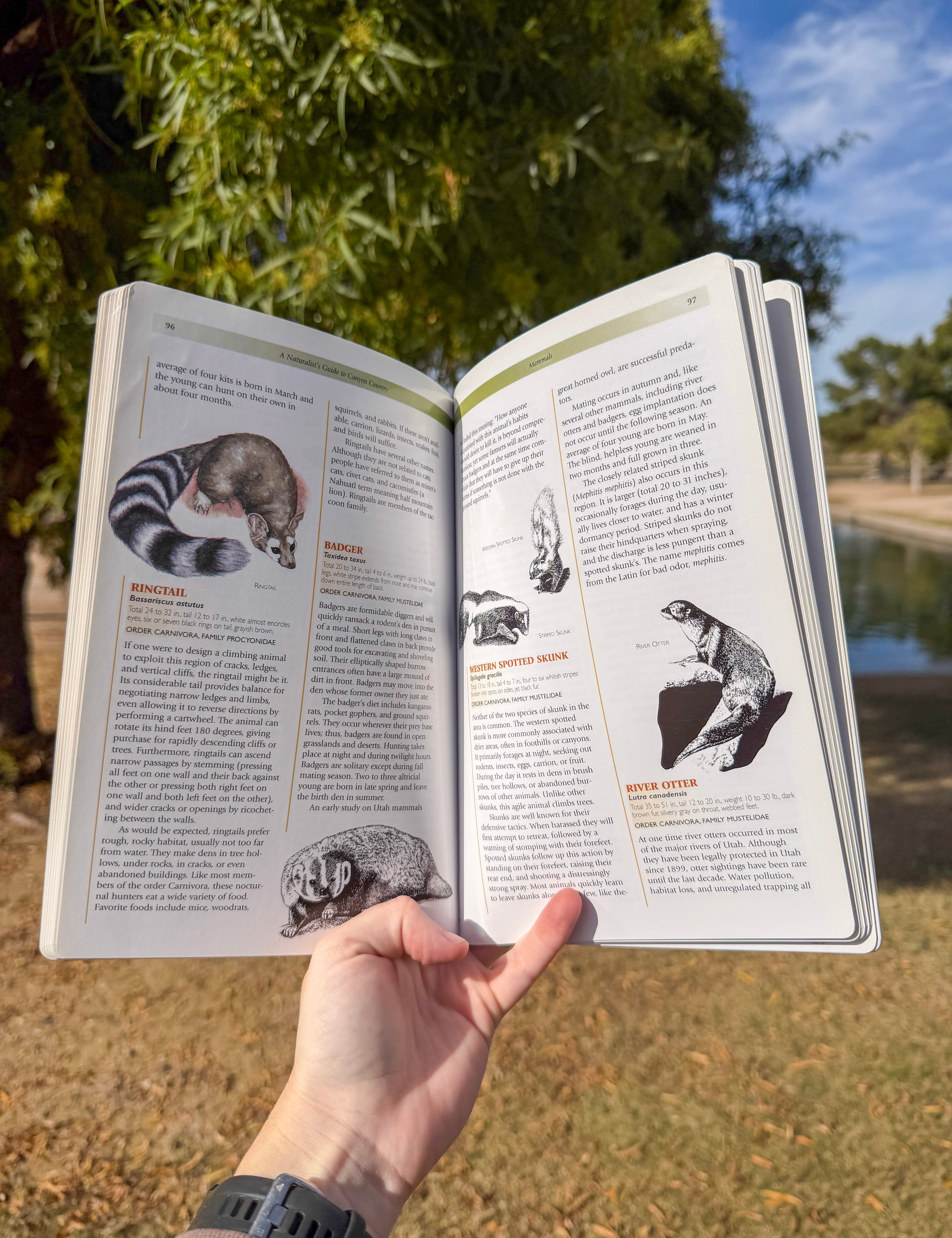 a naturalist's guide to canyon country – illustrated southwest nature guide | colorado plateau plants, animals & geology