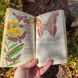 butterflies & moths: a golden guide | illustrated north american butterfly & moth identification handbook