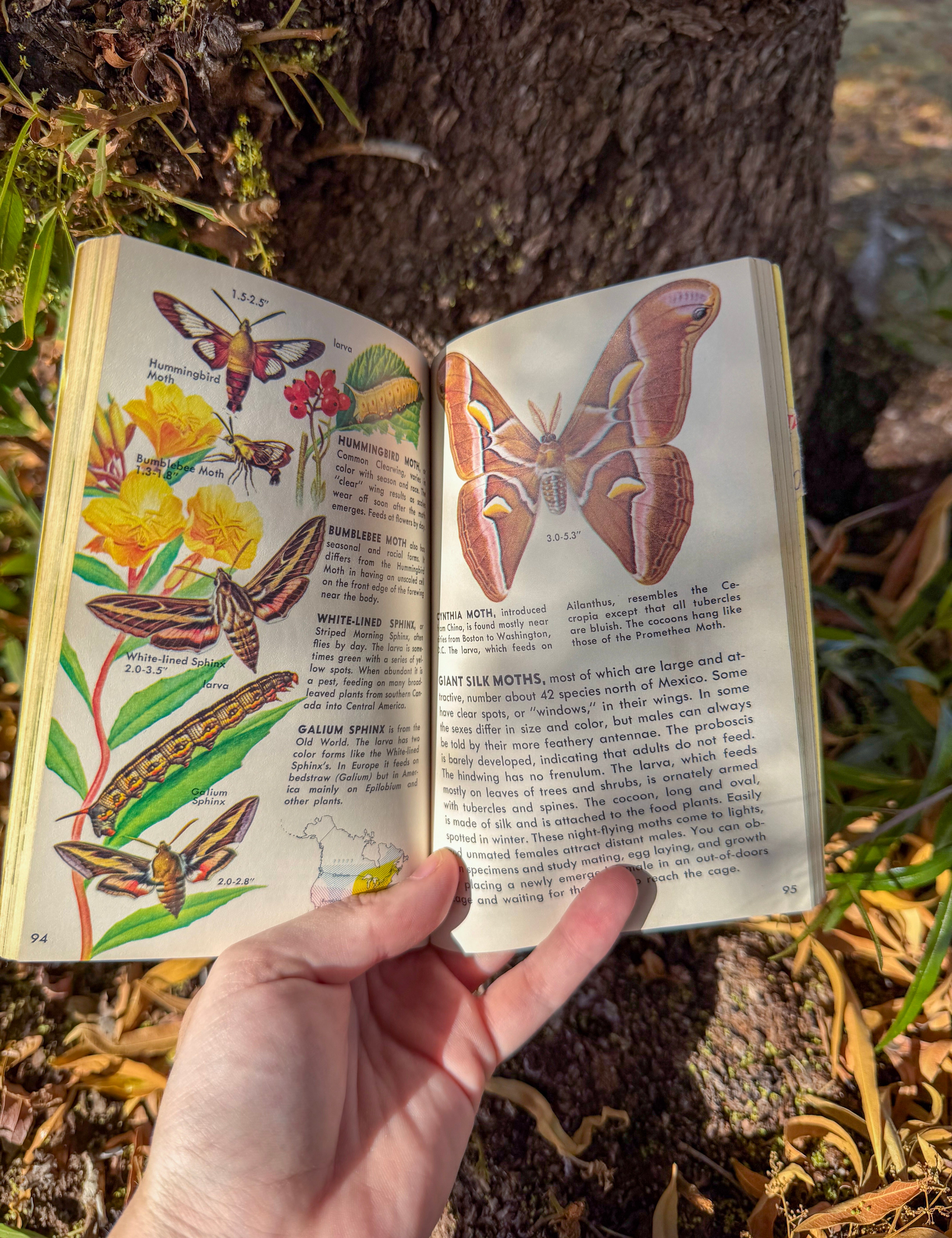 butterflies & moths: a golden guide | illustrated north american butterfly & moth identification handbook