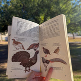 a guide to bird classification: families of birds