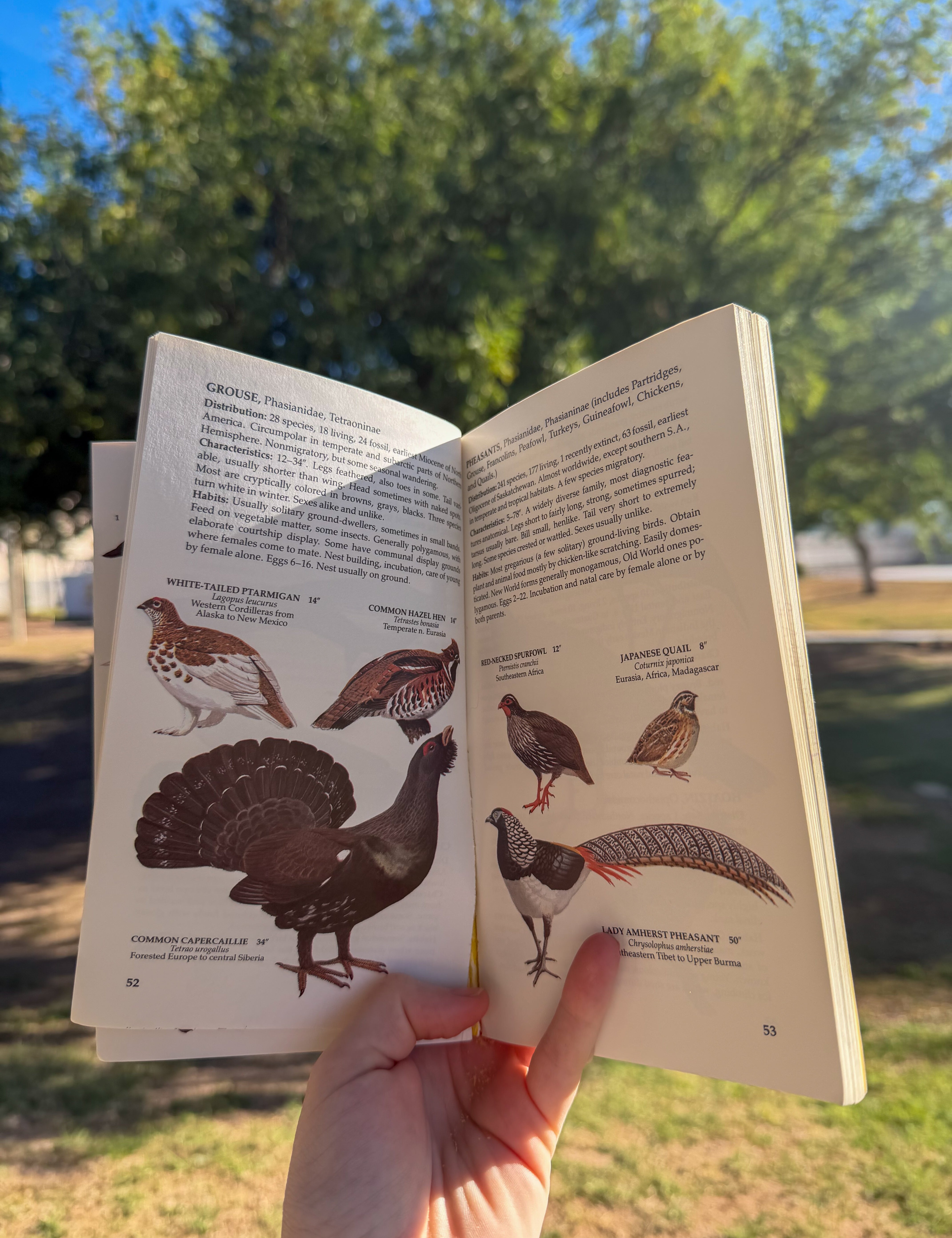 a guide to bird classification: families of birds
