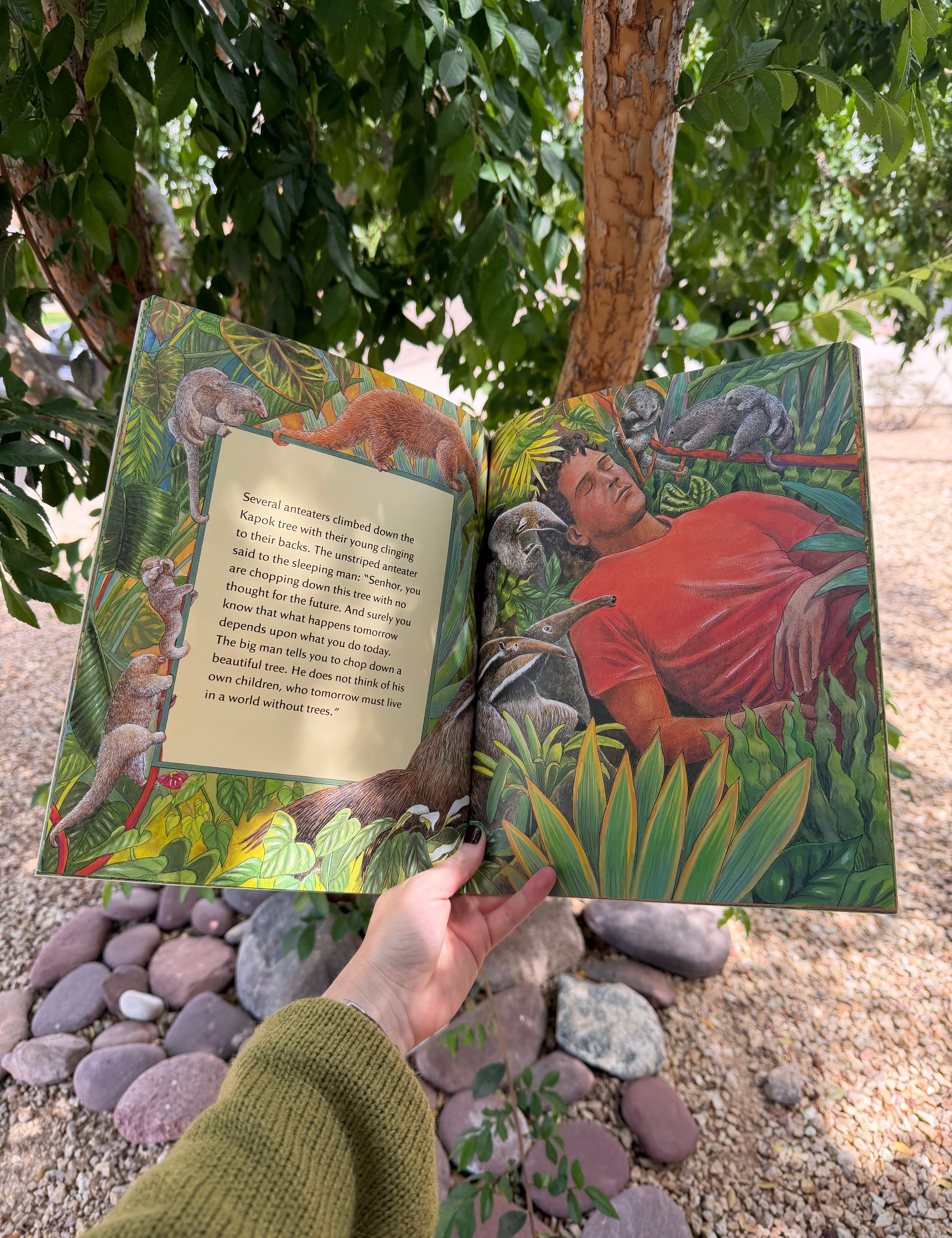 the great kapok tree | children's rainforest conservation picture book by lynne cherry