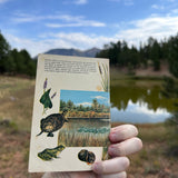 pond life: a golden guide