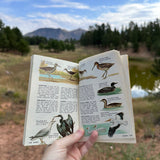 pond life: a golden guide