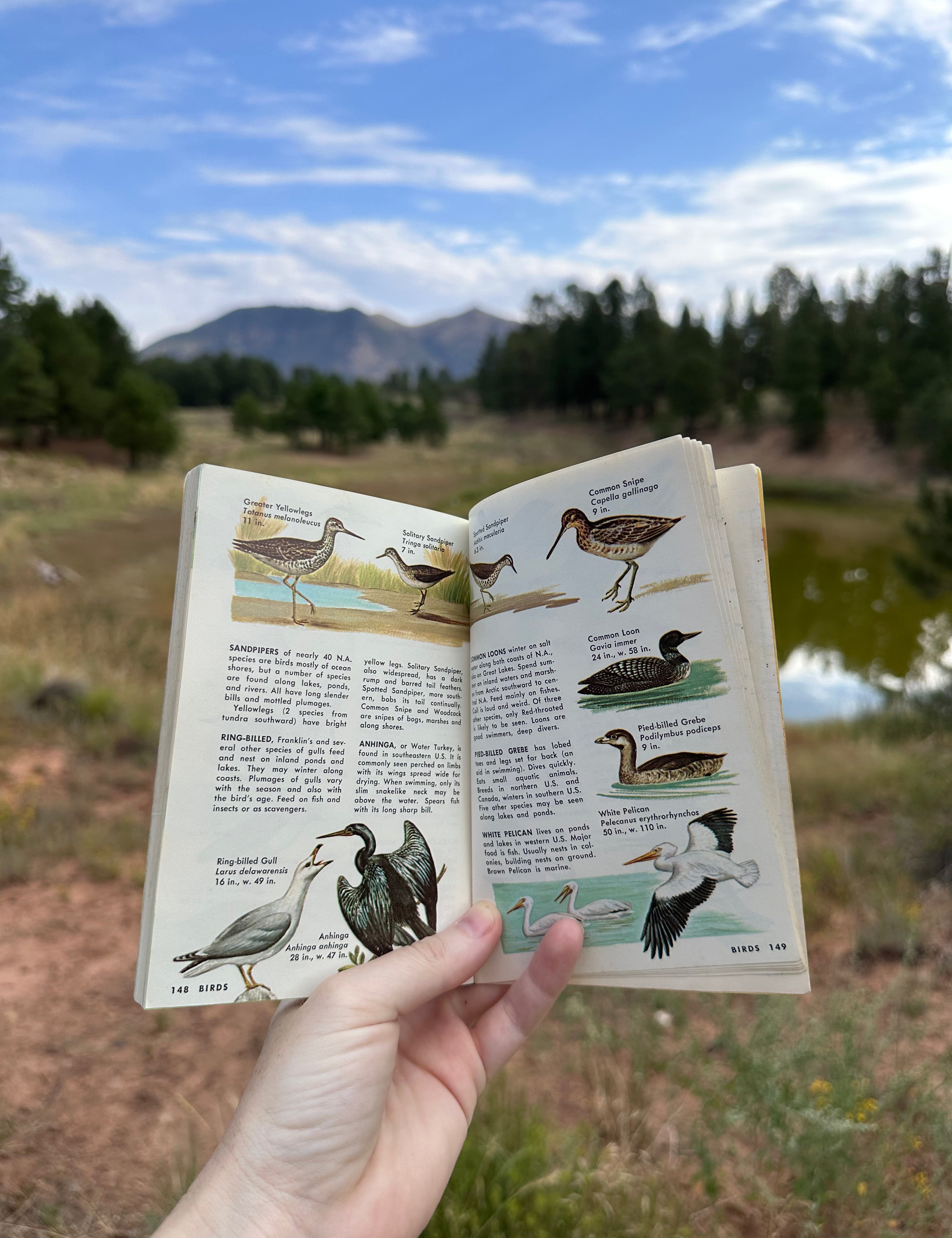pond life: a golden guide