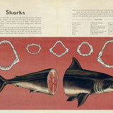 Animalium
